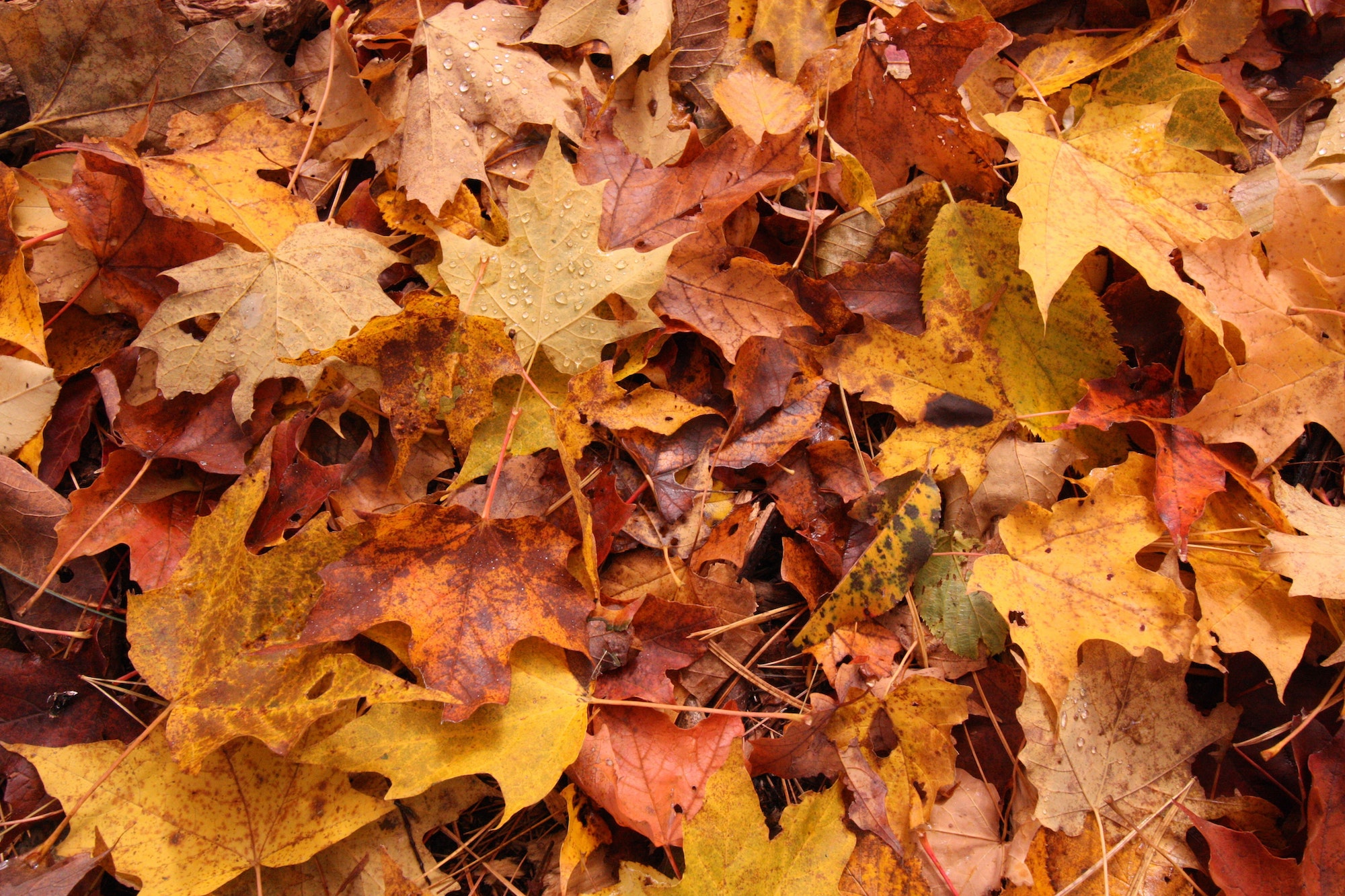FallYard
