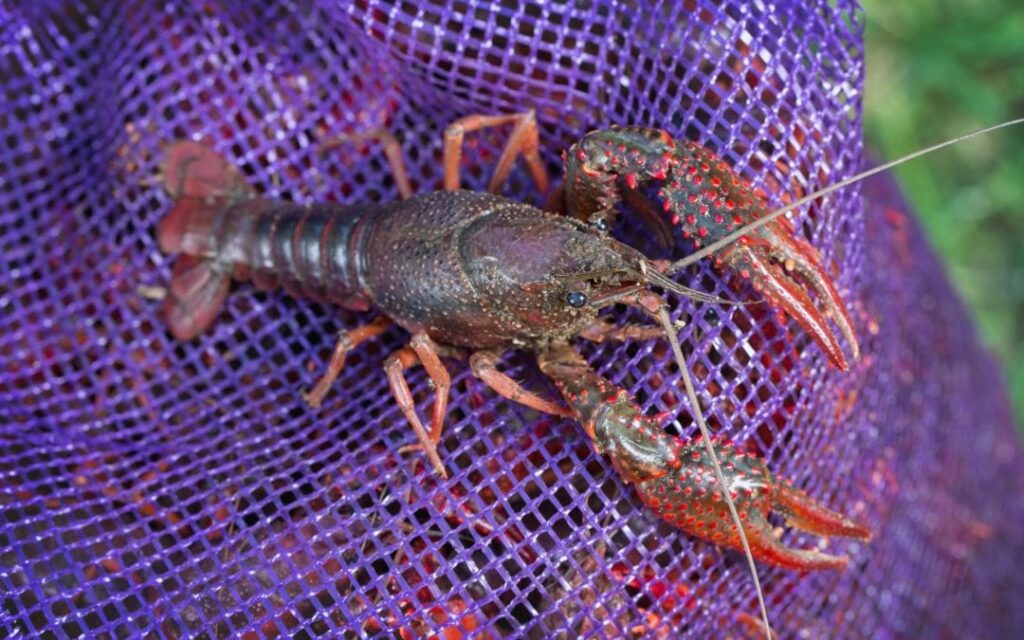 Crawfish