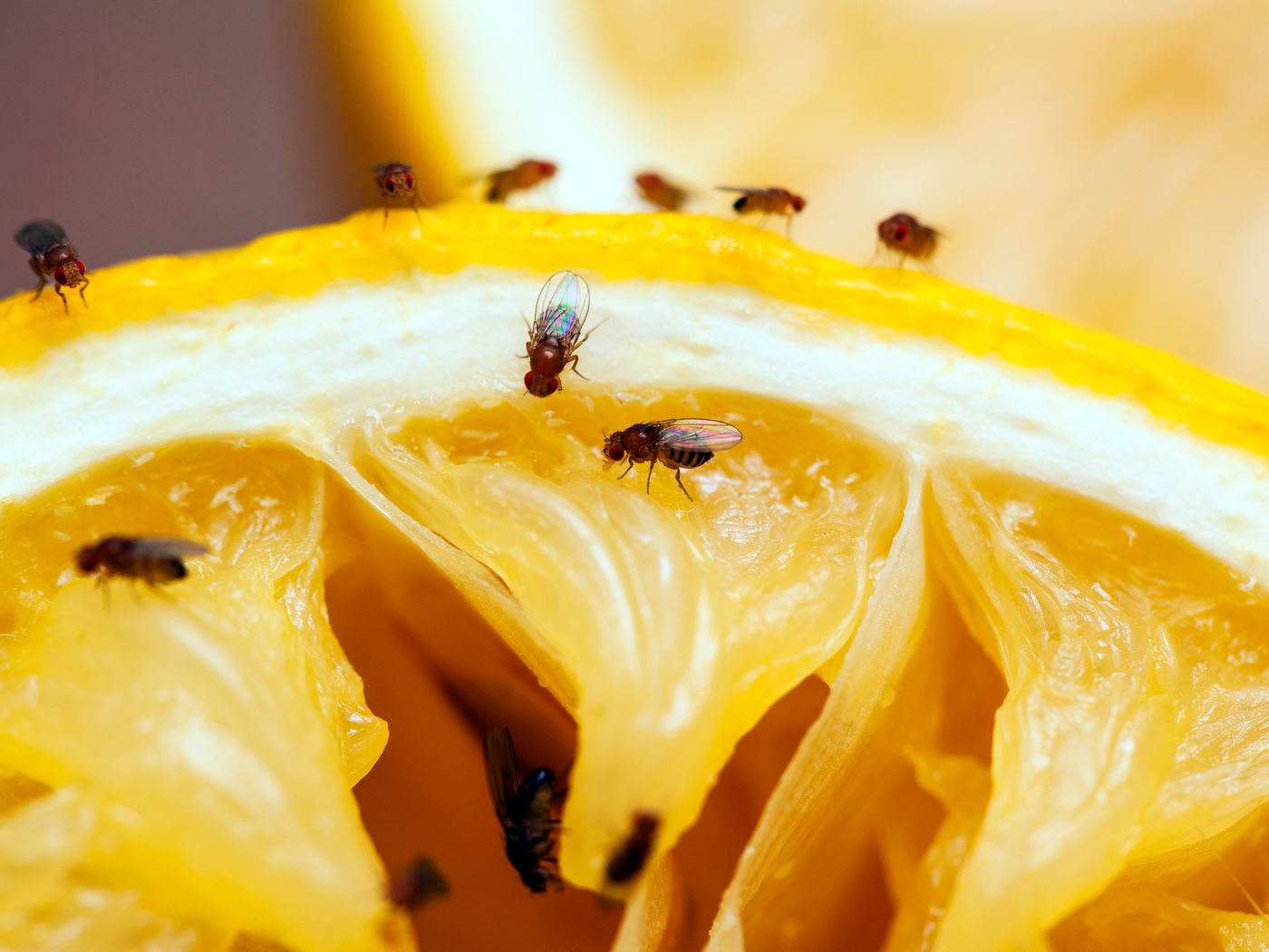 Fruit flies