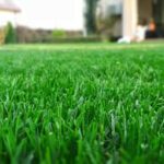Lawn